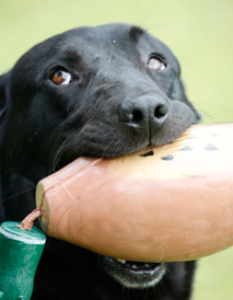 Gleneagles - Gundog school, dog in training