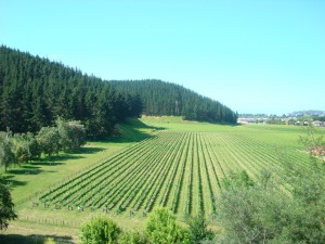 Mission Estate Vineyard 