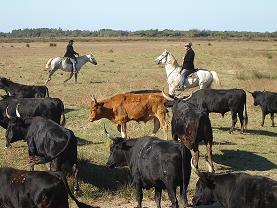 France - Bull Herding