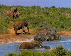 Will you be lucky enough to see the elephants this close up?