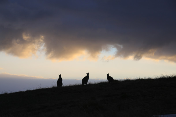 Australia - PerryGolf.com