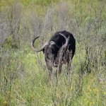 African Cape Buffalo