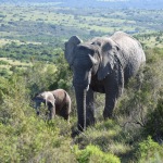 African Bush Elephants