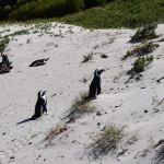 Penguin colony near Cape Town