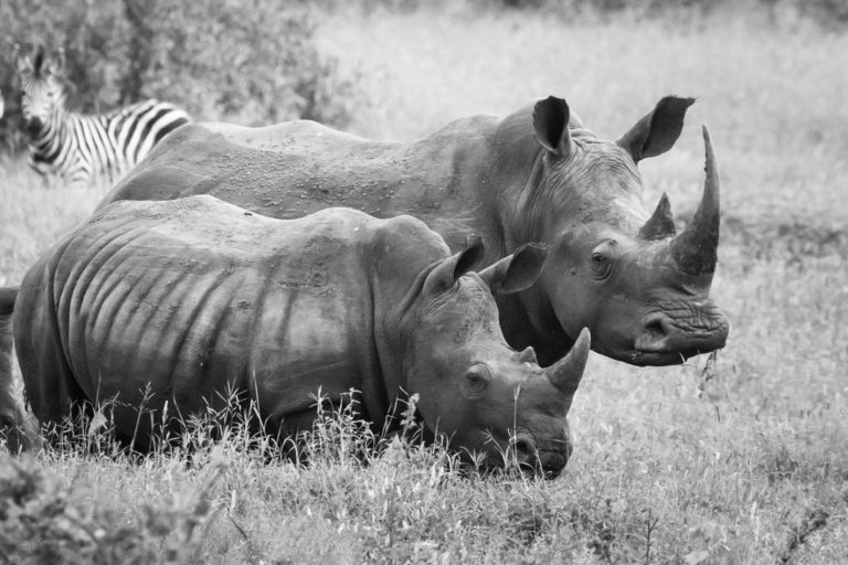 PerryGolf Safari Challenge on Biyamiti River in Kruger National Park