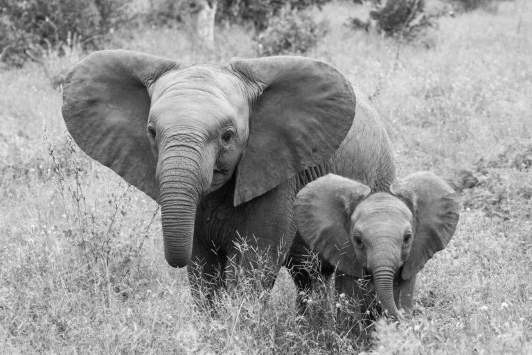 PerryGolf Safari Challenge on Biyamiti River in Kruger National Park