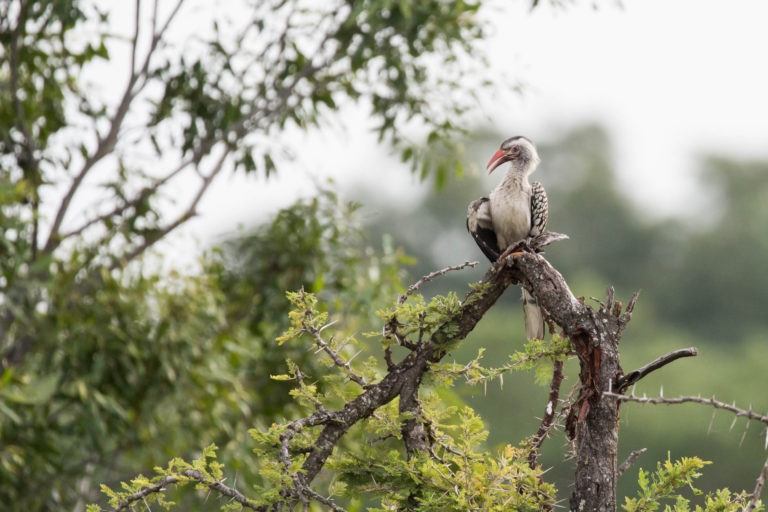 PerryGolf Safari Challenge on Biyamiti River at Jock Safari Lodge