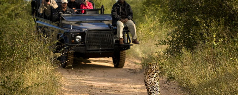 Safari