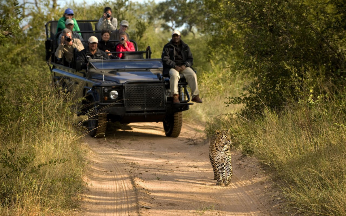 Safari